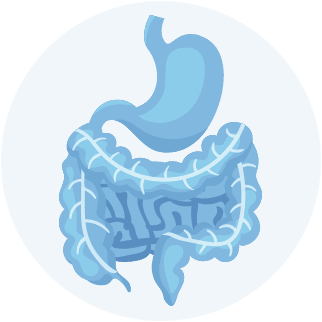 Abstract anatomical drawing of a stomach